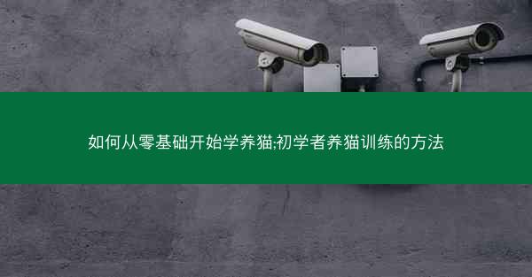 如何从零基础开始学养猫;初学者养猫训练的方法